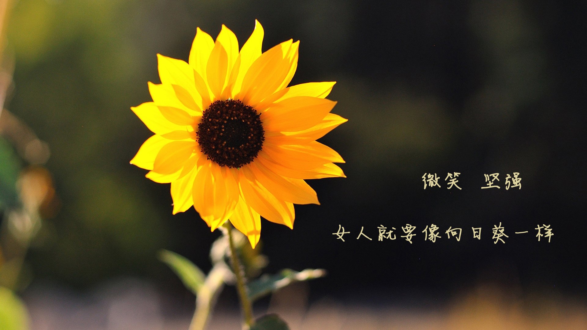 联赛中期总结多支黑马球队异军突起，足球队黑马