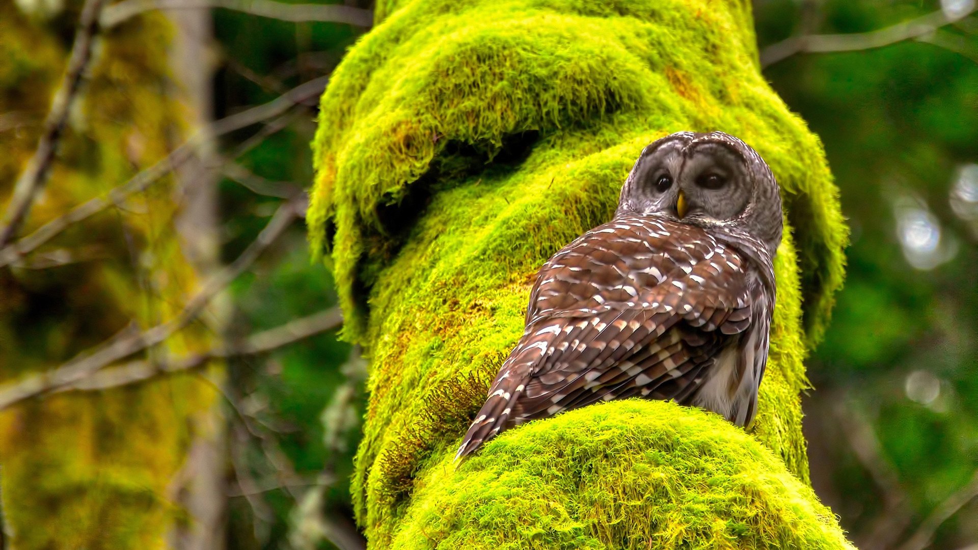 开云体育入口-2024年埃及队表现：如何克服强敌，实现新突破，你知道埃及战队吗